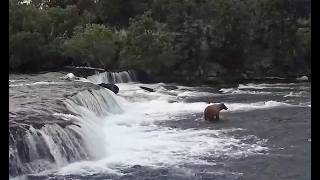 24-25 Jun 2026: 164 Bucky Dent arrives at falls (explore.org)