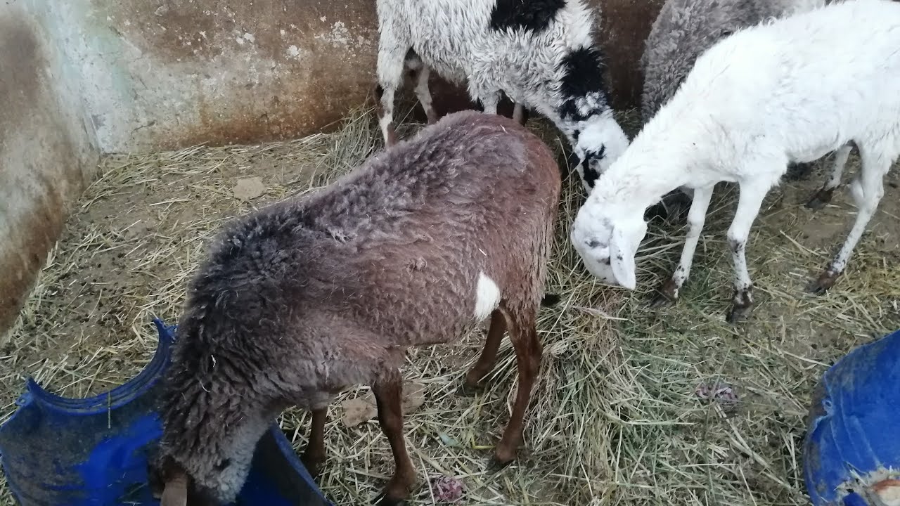 الحلبة للقضاء على الديدان والضعف لدى الاغنام  وإخراج الخيوط و أكياس البلاستيك
