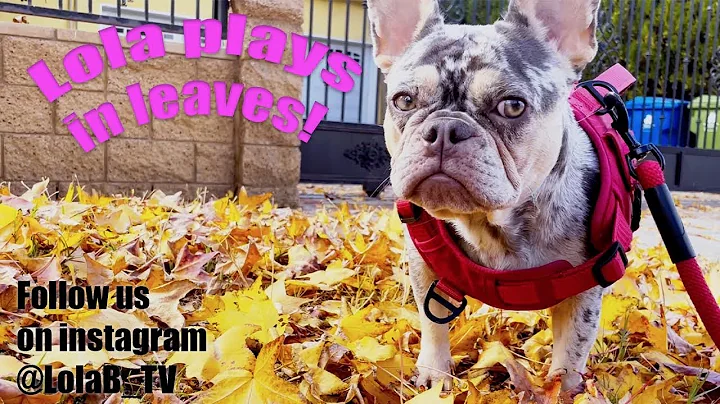 "Lola Plays in Leaves Ep.17 ~ Lola The French Bull...