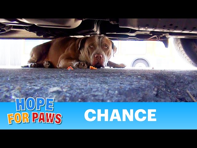 pitbull rescue central