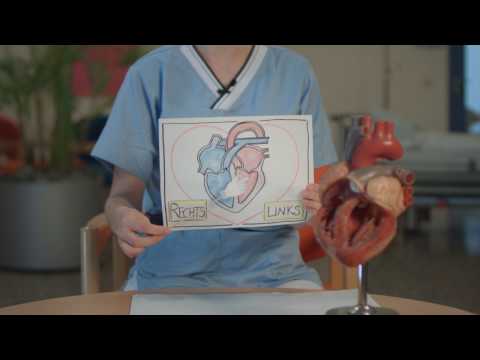 The Heart and Lung Circulatory System