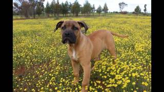 Smooch  Our 2 year Old Boerboel Dog Growing Up