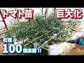 1本の苗を巨木化させてミニトマト100個収穫！余裕で1000個いけそうです