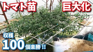1本の苗を巨木化させてミニトマト100個収穫！余裕で1000個いけそうです