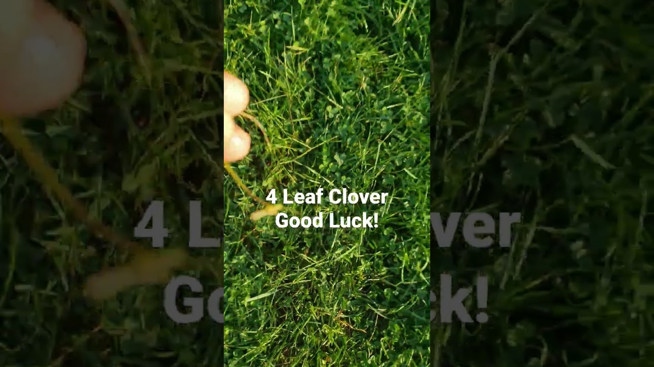 Good Luck out there! I found a 4 leaf clover for you this morning.
