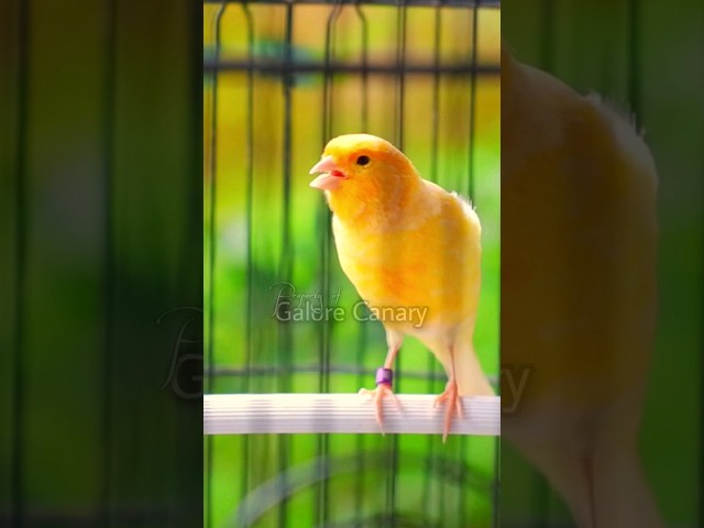 gaya show indah kenari kuning gacor #canary #kenarigacor #kenarimania #gacor class=