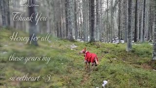 Singing HBD -14 years old Pharaoh Hound Honey - Forest walk by Mia Molin 259 views 1 year ago 39 seconds