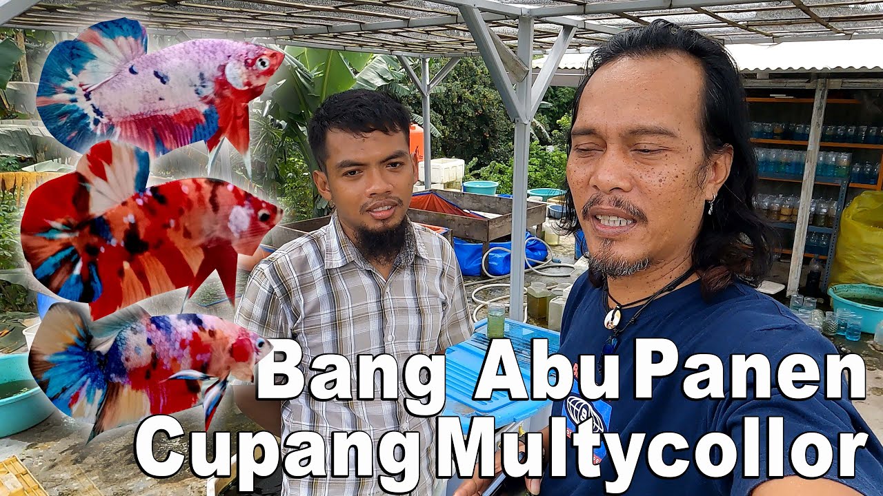 PANEN CUPANG MULTYCOLOR    ABU BETTA MUSTIKA