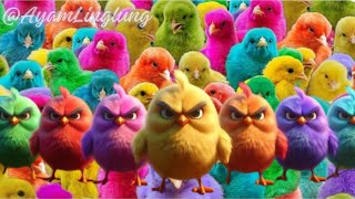 Catch Cute Chickens, Colorful Chickens, Rainbow Chickens, Ducks, Cats, Cute Animals #26january