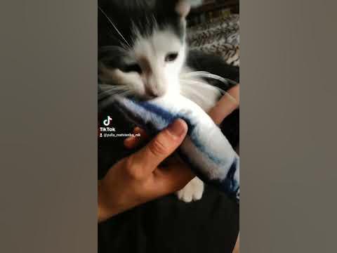 Кіт дуже скучив. Котячи ласощі - YouTube