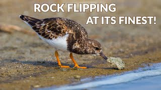 Ruddy Turnstone Rock Flipping At Its Finest