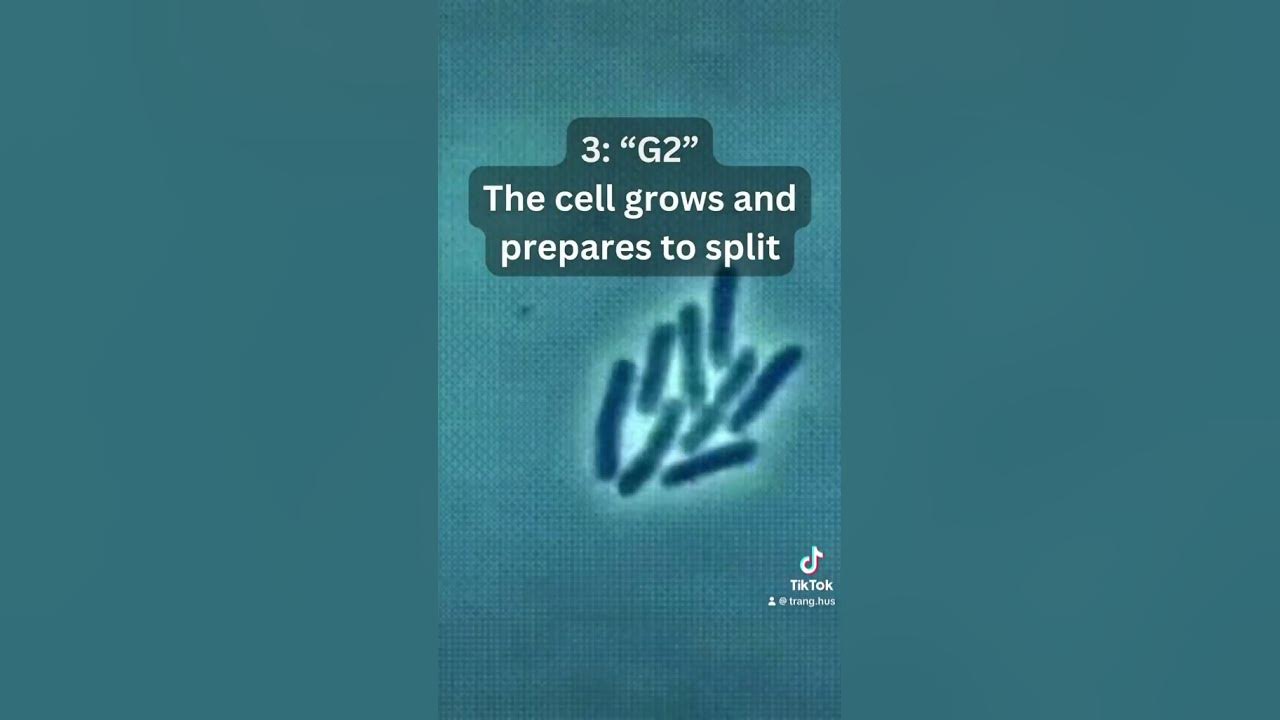 watch-this-so-you-can-skip-class-tomorrow-youtube