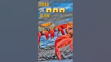 MYSTERIOUS DEEP SEA MONSTER | JAPANESE SPIDER CRAB!