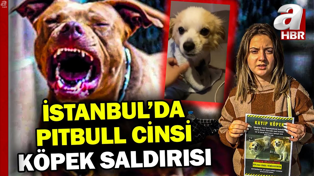 Avcılar'da Pitbull cinsi köpek saldırısı: Yaralı vatandaş konuştu | A Haber