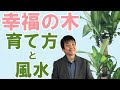 幸福の木を枯らさないための育て方3つのポイントと幸福の木の風水