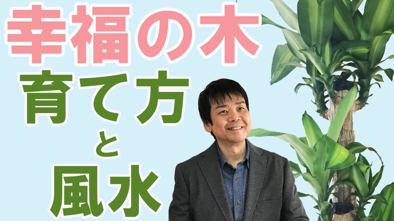 幸福の木を枯らさないための育て方3つのポイントと幸福の木の風水 Youtube