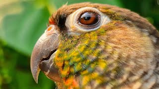 How did nature create such beautiful things? Green cheek conure yeelow sided.