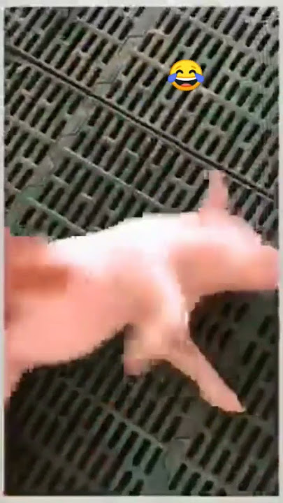 bangun kau babi🤣🤣🤣 #trending #shorts #lucu