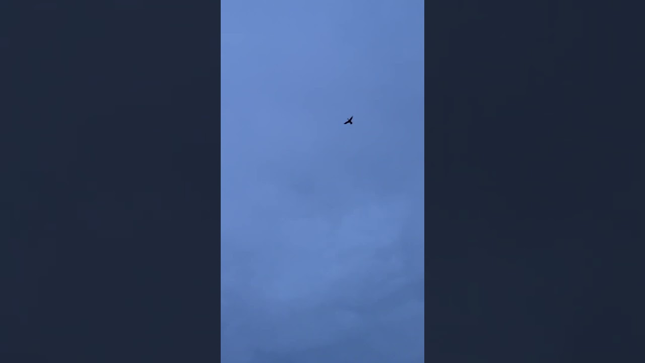 Got em #ducks #waterfowl #shorts #reels #content #subscribe #pintail #headshot #3ksubscribers