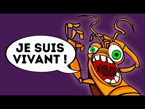 Vidéo: Pourquoi Les Cafards Rêvent-ils ?