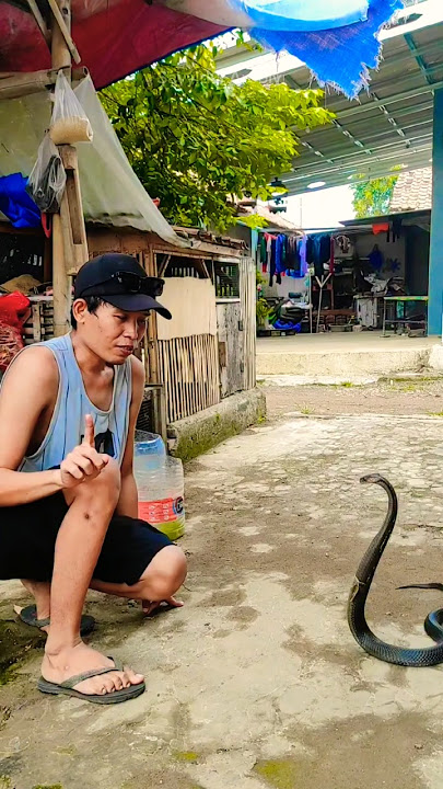 This man approaches a cobra