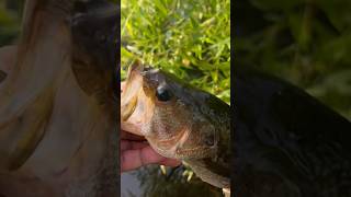 Largemouth Bass. fishing pescaesportiva pesca youtube