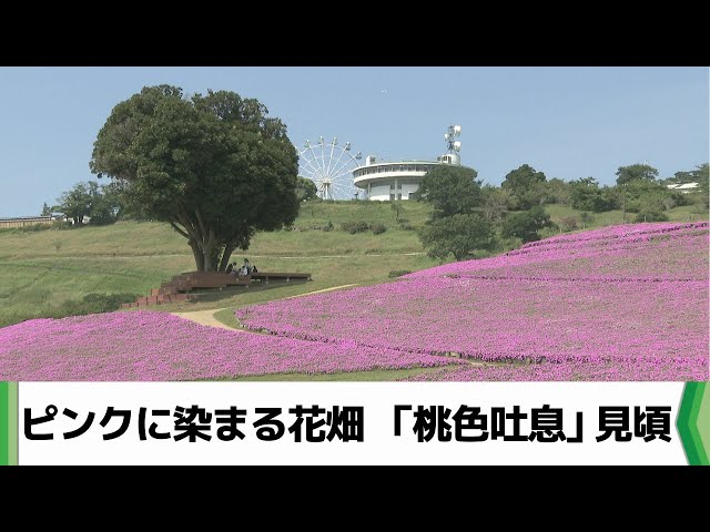 一面彩る鮮やかなピンクの花畑に2万株 「桃色吐息」がマザー牧場で見