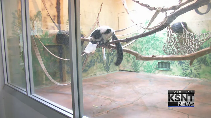 Topeka Zoo's lemur diagnosed with liver cancer