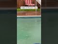 Snake in the Pool-Poisonous?! 😱 #snakes #snakevideo #pool #summer #subscribe #subscribemychannel