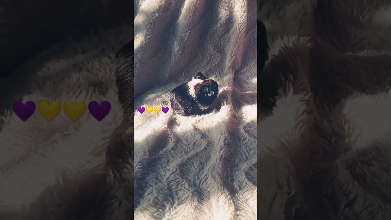 Observation mutuelle chiot-bébés cobaye, Puppy concentrates to behave facing baby Guinea pigs