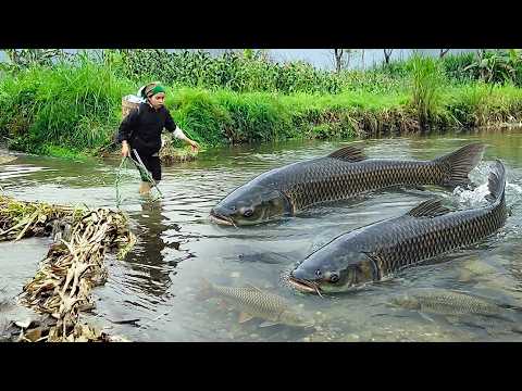 How To Catch Many Giant Fish In A Puddle Using Tree Traps And Tongue ...