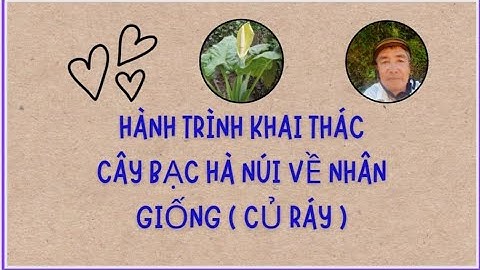 HÀNH TRÌNH KHAI THÁC CÂY BẠC HÀ NÚI ( CỦ RÁY ) VỀ NHÂN GIỐNG