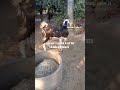 Top quality gujri goat male on gouri goat farm kukanwali