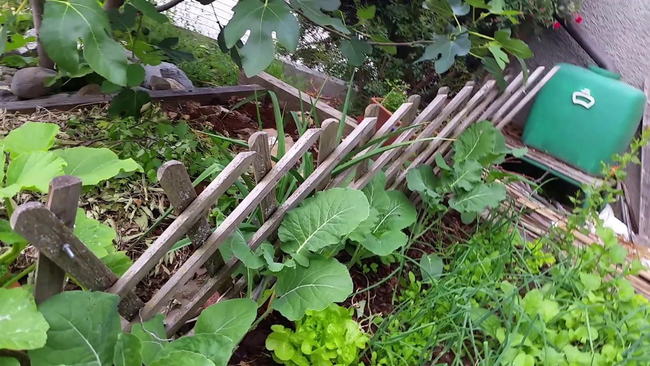 Pequeno tour pela minha horta em permacultura🍓💚🍃🌱😉