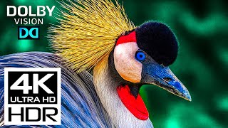 This Will Challenge Your Screen: Most Amazing 4K\8K HDR Dolby Vision Video at 120 FPS