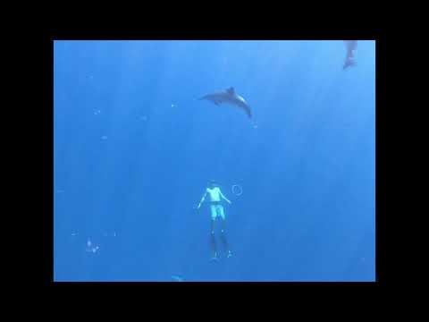 Dolphins Love bubble rings