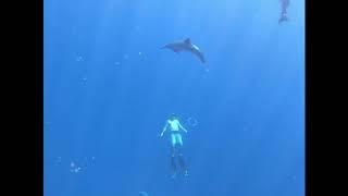 Dolphins Love bubble rings screenshot 5
