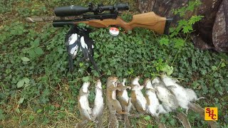 Pest Control with Air Rifles - Squirrel Shooting - Happy Buffday.