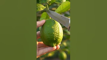 “Green Lemon ASMR 🍋 One Clean Center Cut | Ultra Satisfying Close-Up!” #asmr #viral #shorts