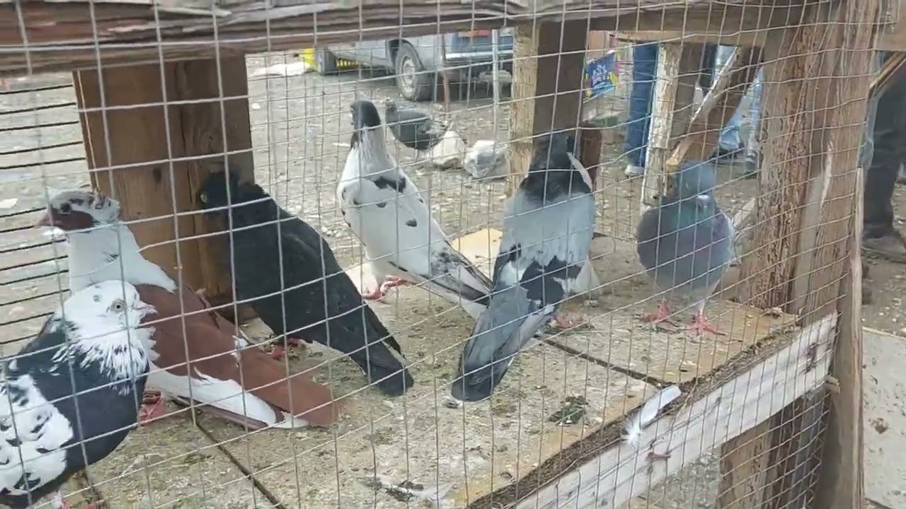 24 12 2023 gençe quş bazarı 050 567 95 25