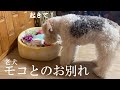 シニア犬トイプードル・モコの最期と寄り添うきなこ［老犬看取り］