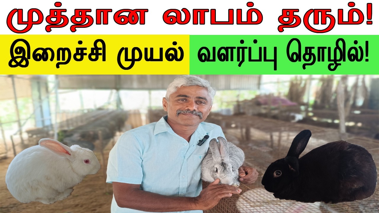 10 முயல்கள் போதும்! முத்தான லாபம் தரும் முயல் பண்ணை தொழில்! | Profitable Rabbit Farming