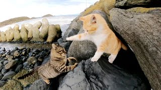 寒さに負けニャい！プロレスごっこに夢中な子猫達が海の周りを駆け回る