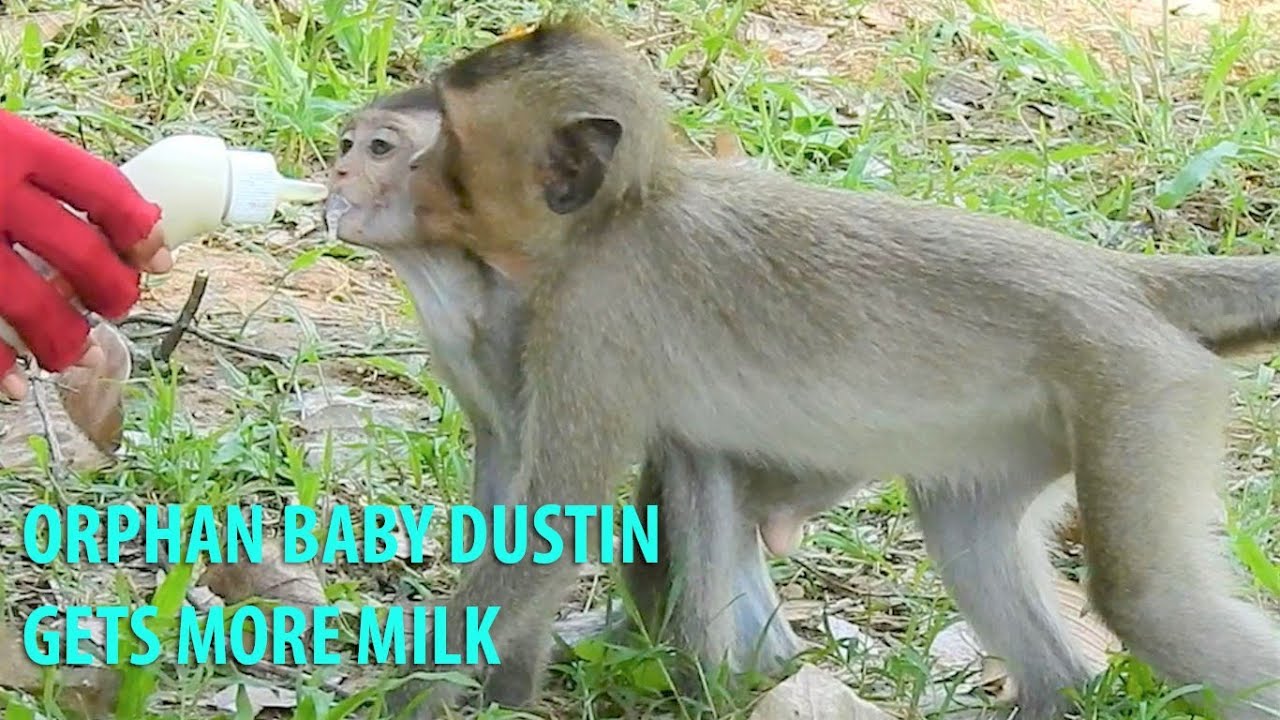WHAT PITY ORPHAN BABY DUSTIN NEED MILK AFTER MUM DIAMOND MISSING|PIPER TAKE CARE DUSTIN