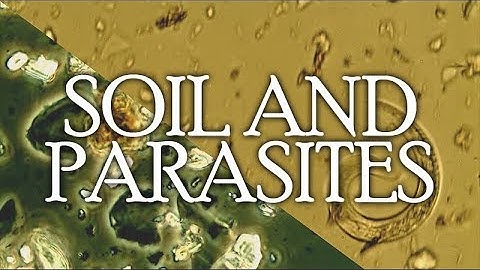 Video of Soil and Parasites Seen Under the Microscope: Nematode