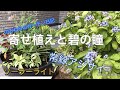 寄せ植えと碧の瞳