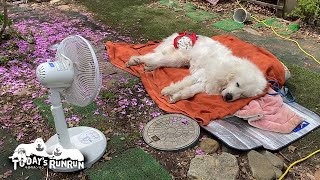 扇風機完備で快適に外でお昼寝をするルンルンです　Great Pyrenees　グレートピレニーズ