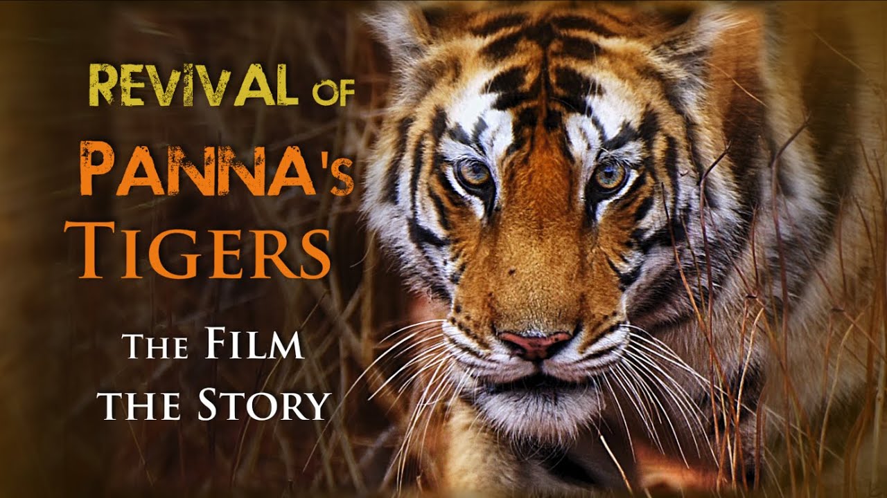 Emerald Forest-the Panna Story, Full feature English, Director-Writer-Filmmaker: Sumesh Ashok Lekhi