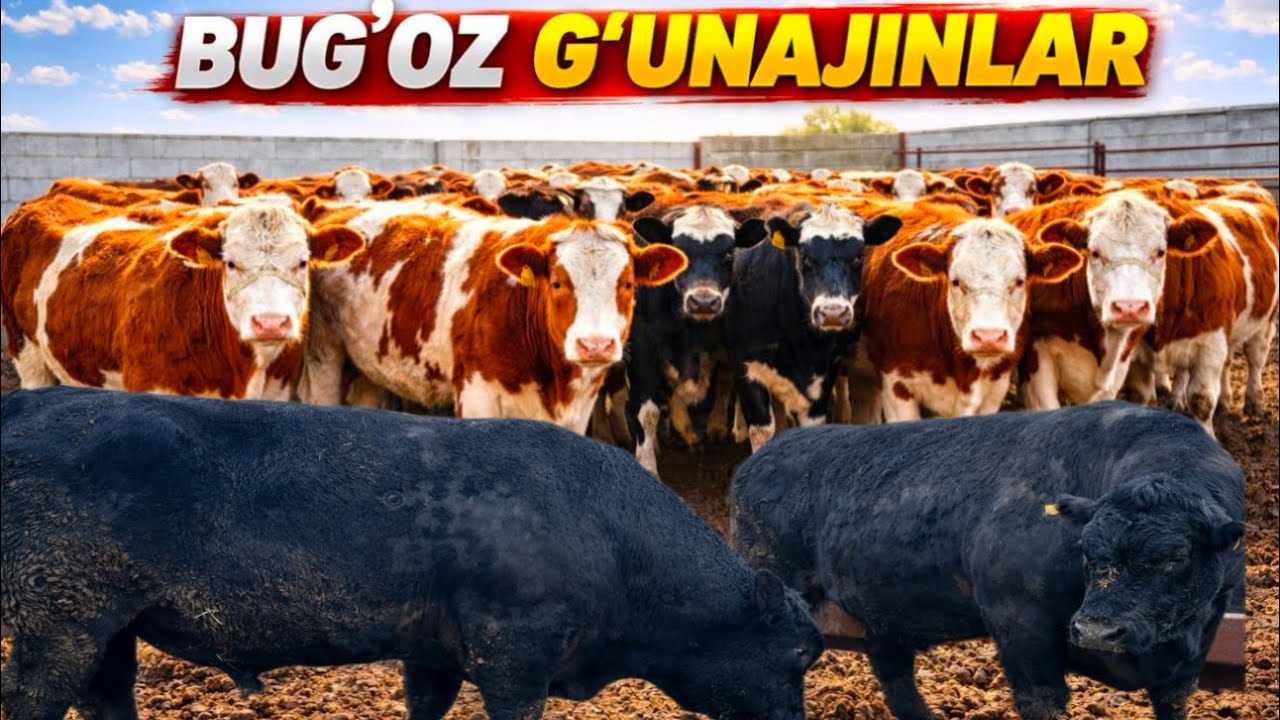 ANGUS BUQA VA SEMENTAL BUG’OZ G’UNAJINLAR SOTILADI✅✅✅26 февраля 2026 г.