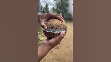 Dừa sáp Trà Vinh